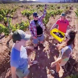 Birichino Winery Bullet Time